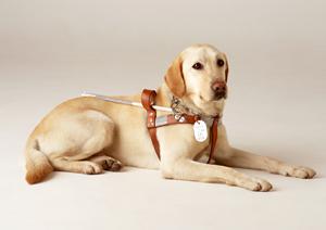 大腸がんは初期がんで見つけることが重要